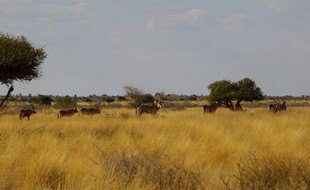 050 Namibia Okt 2006  Oryx Gemsbock.JPG